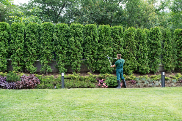 Best Lawn Renovation and Restoration  in Anoka, MN